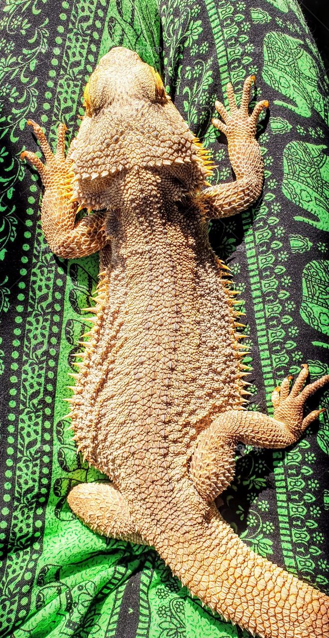 bearded dragon relaxing and sunbathing on a green and black underground