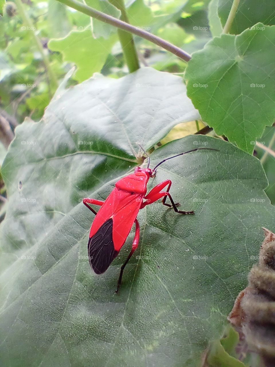 Red insect