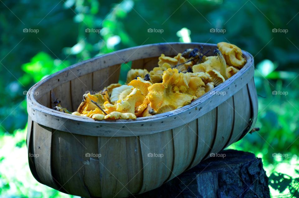 Chanterelles