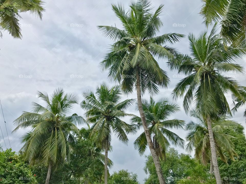 Coconut Trees 