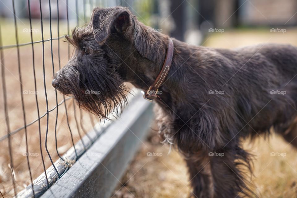 When a friend leaves the dog park, the playmate gives a happy send off and hopes to see his friend again soon.