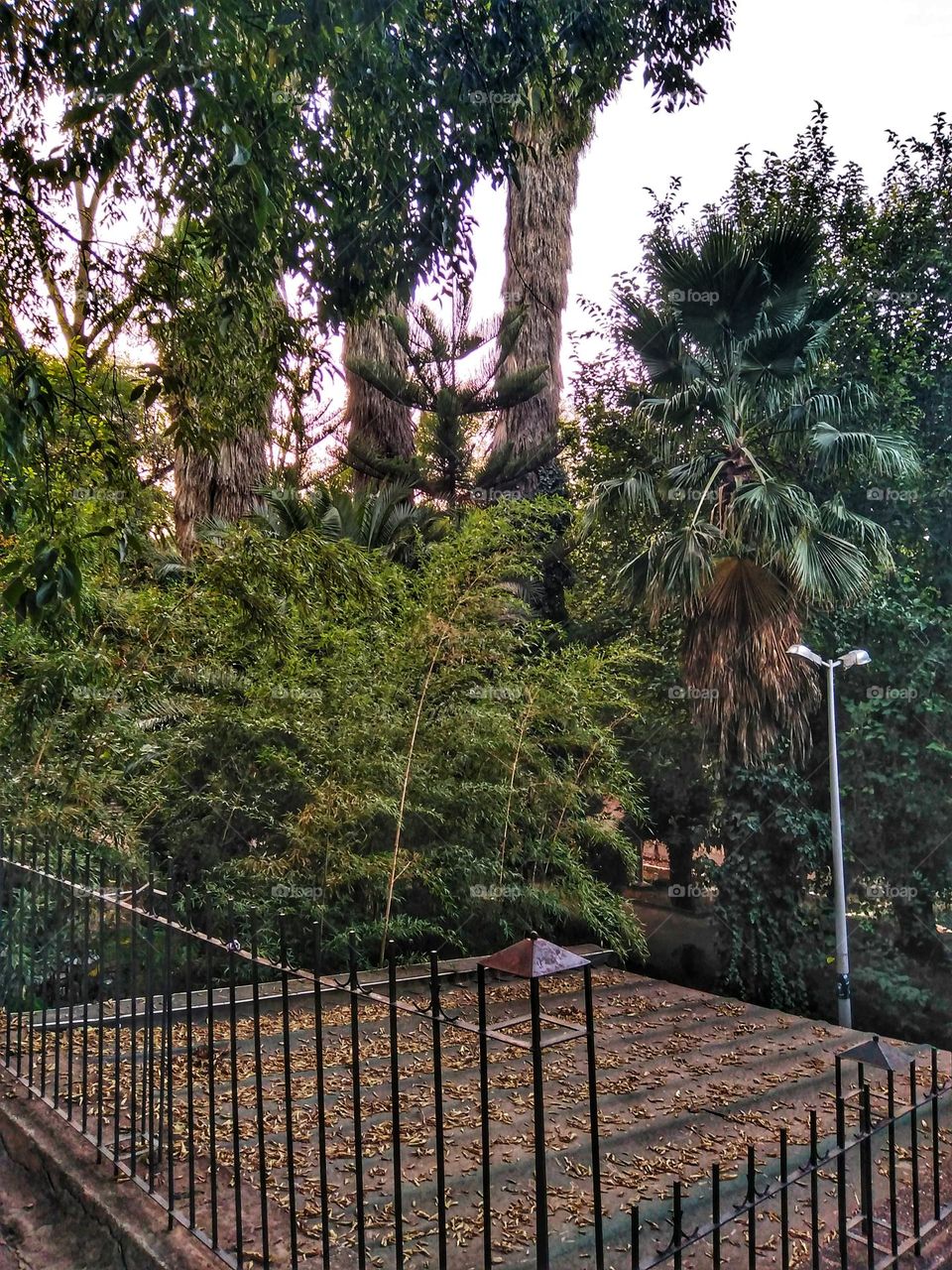 Fall trees and leaves