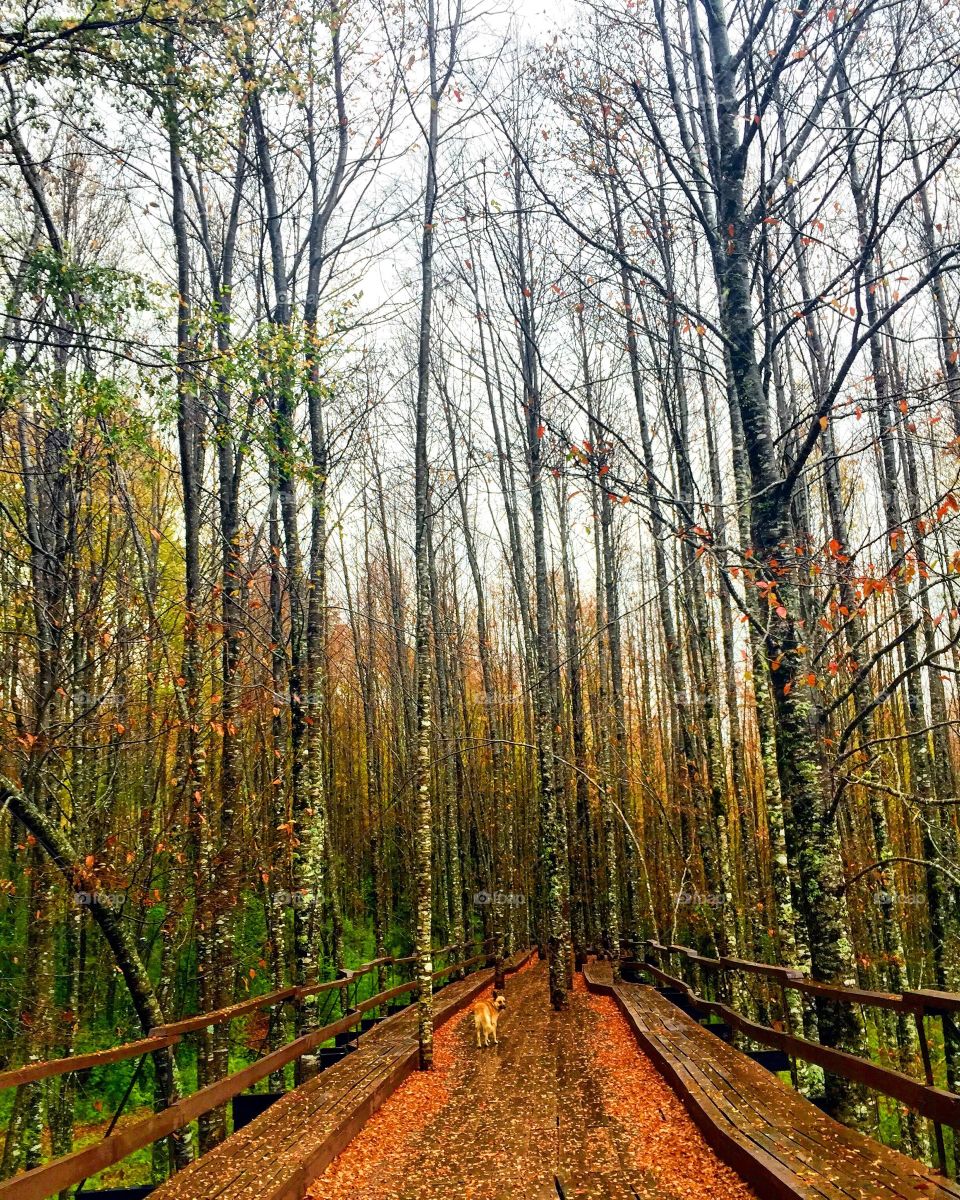 Hiking in southern Chile 