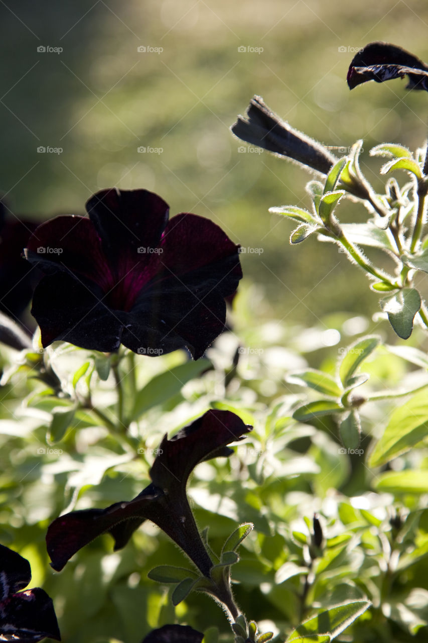 Black petunia