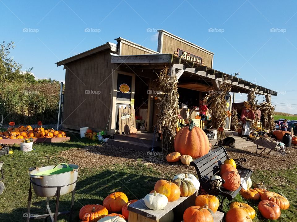 pumpkin farm