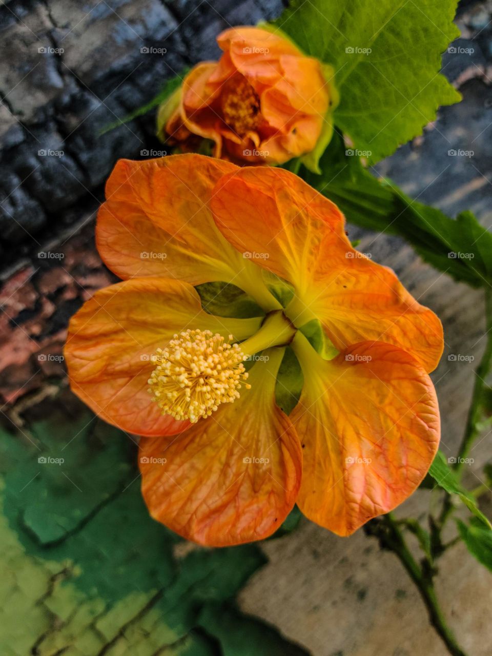 Orange and yellow hibiscus type flowers against a backdrop of a burnt abandoned building with peeling paint showing beauty arising from the decay 