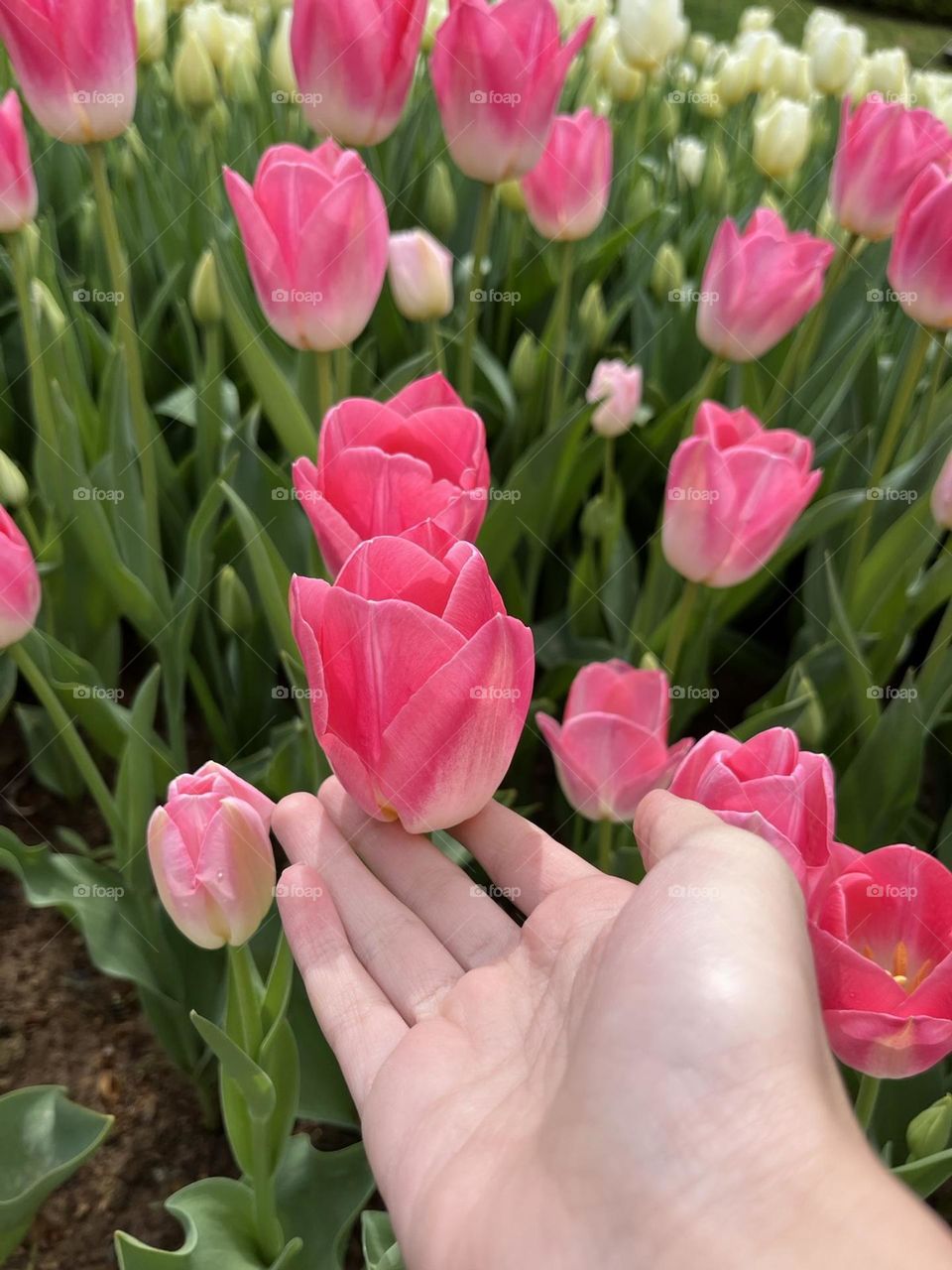 pink tulips