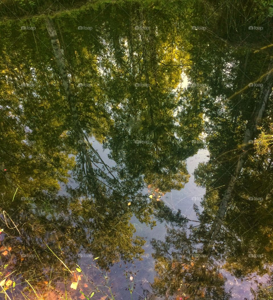 Summer forest landscapes reflections 