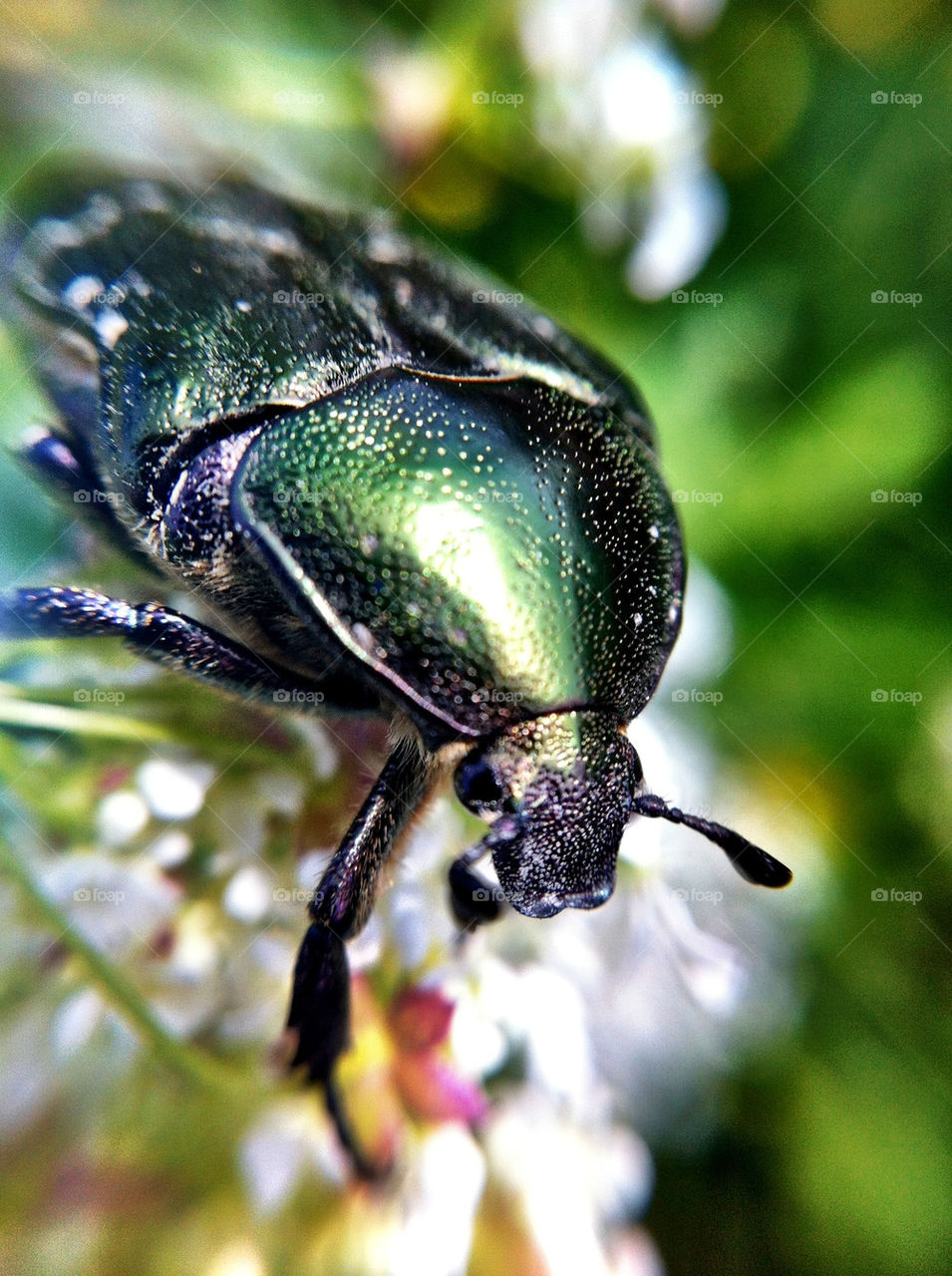 green blomma grönt insects by ka71