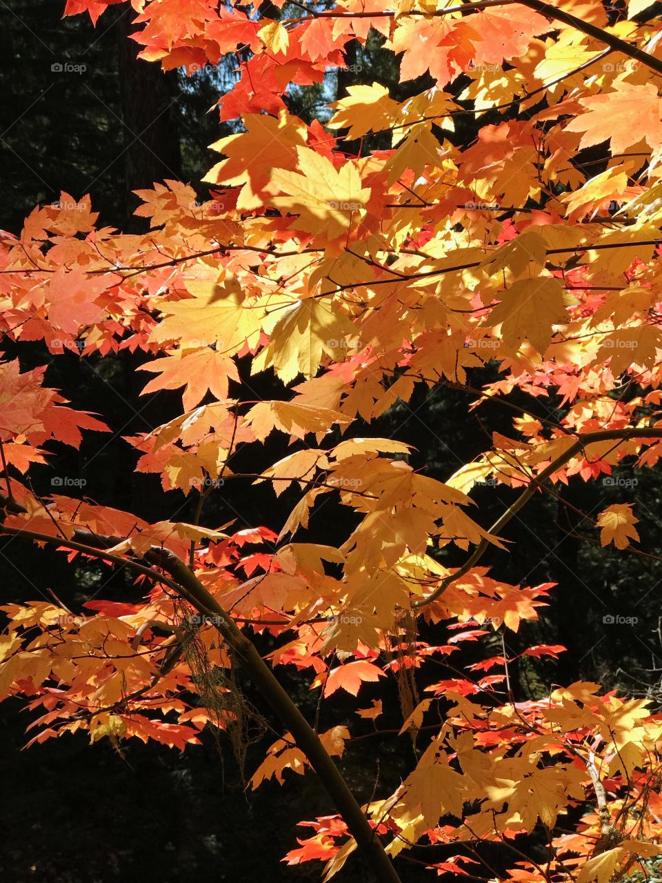 Beautiful maple leaves in their rich fall colors of red, orange, and yellow on a sunny autumn day in the forest. 