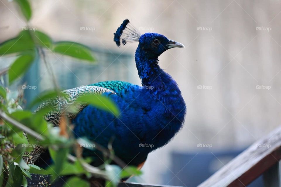 Beautiful and cute bird