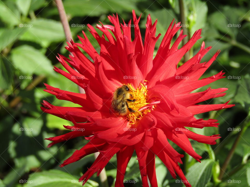 Bee on a red dahlia flower