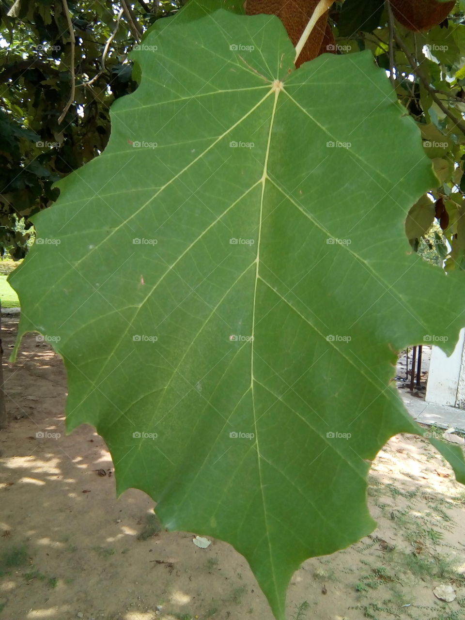 beautiful big leaf
