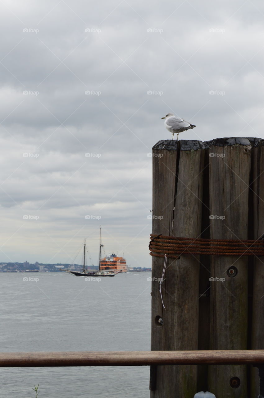 seagle carry me over land and sea...
