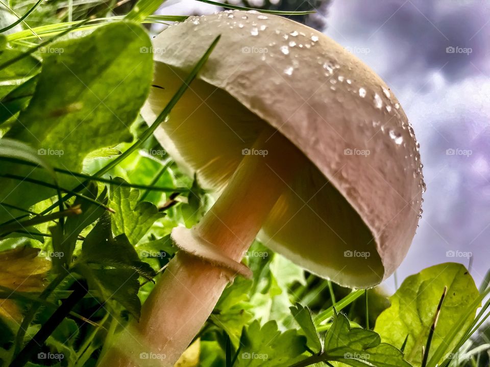 Looking Up From Down 