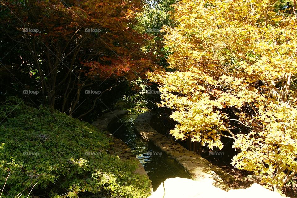 Fall stream