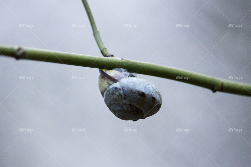 Snail hanging on branch  
Snigel hänger på trädgren