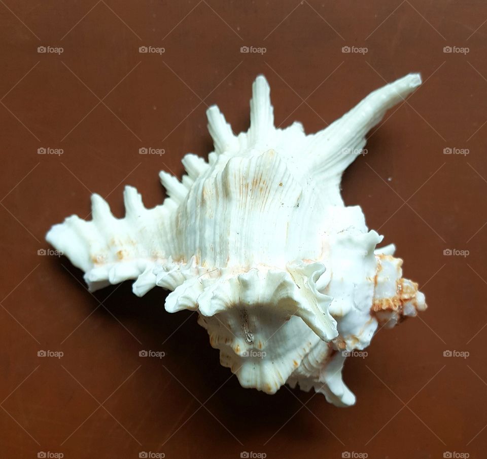 seashell