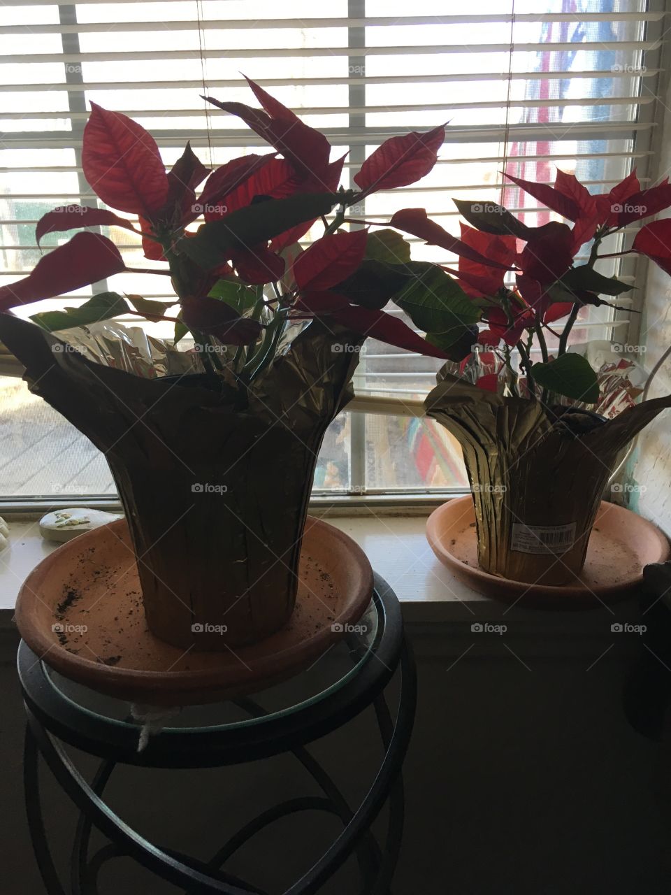 The last of Christmas my young poinsettias are still looking good sitting in front of the window.