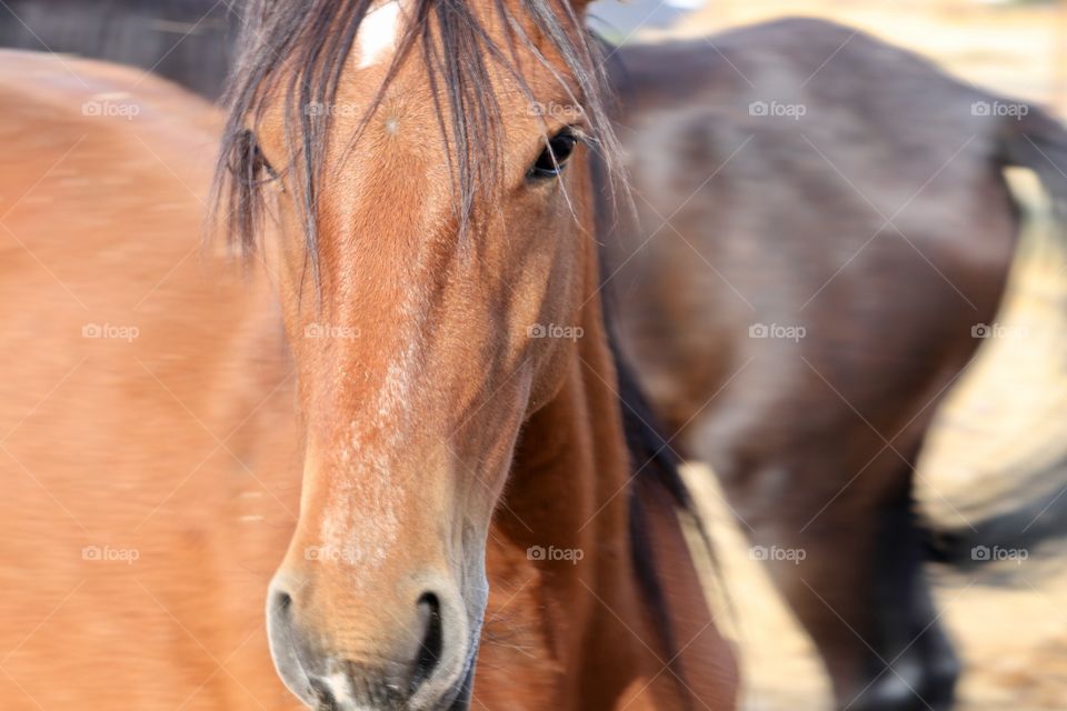 Wild American mustang colt yearling Sierra Nevada Mountains 