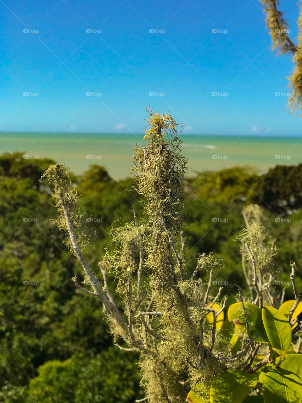 Cumuruxatiba Bahia Brasil 🇧🇷