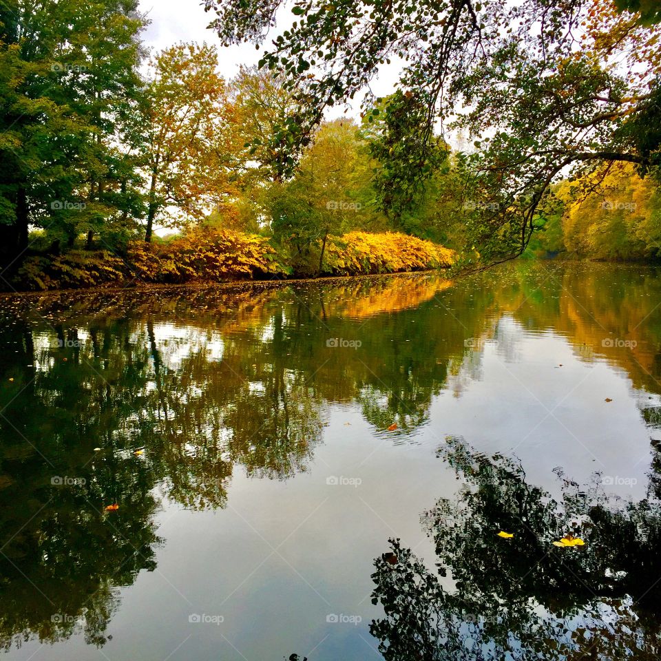 Forest reflected in river