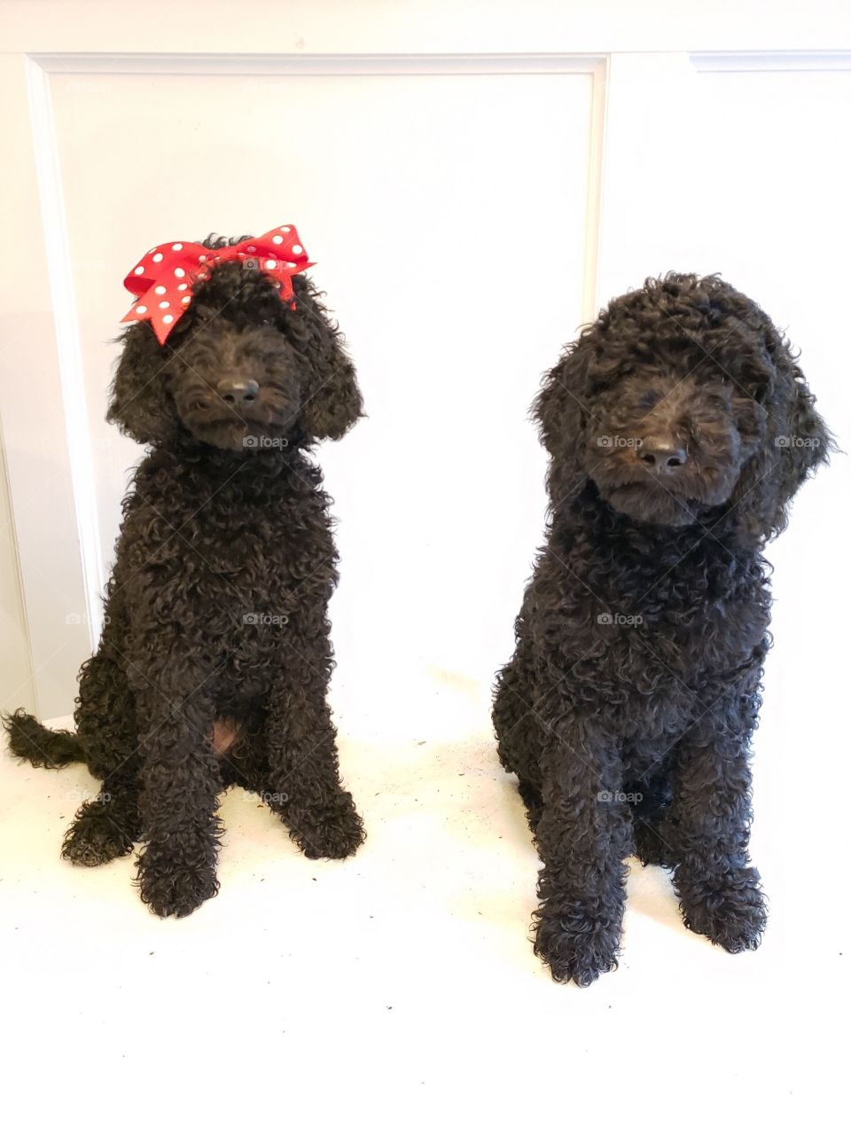 Standard Poodle Siblings...Mickey and Minnie!