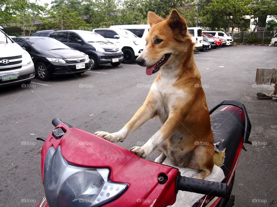 dog riding a motorcycle