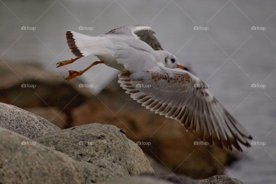 Seagull take off from rock