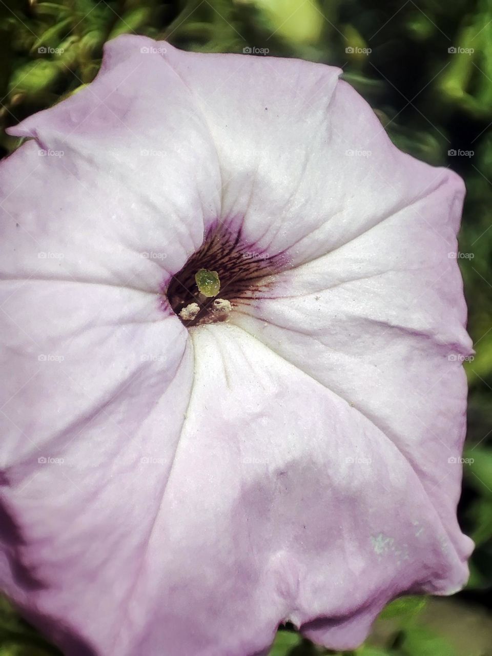 Macro photo of a flower growing in the garden
