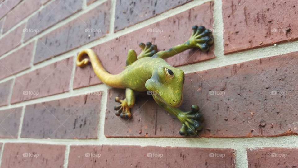 lizard on the wall