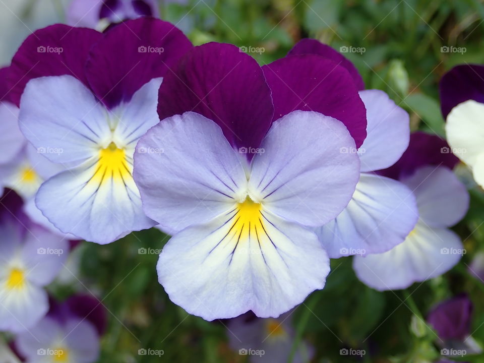 Purple violets growing in the flower garden in summer