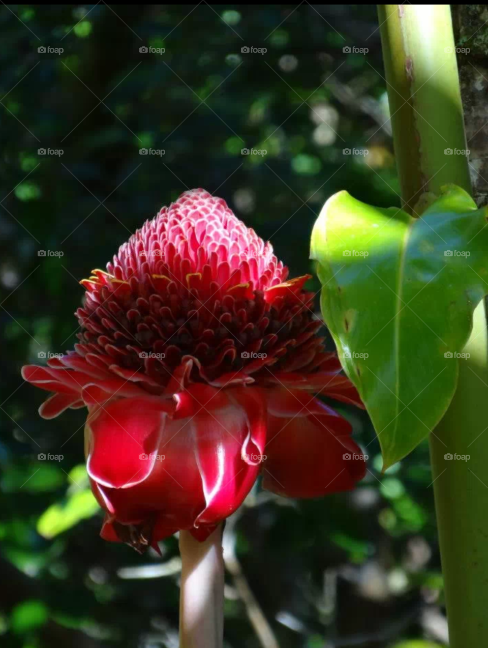 flower maui