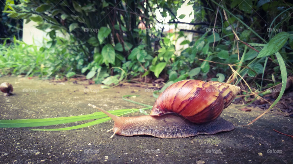 Big snail