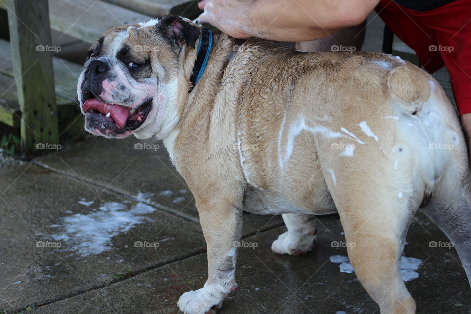 This bulldog loves the water and getting bathed