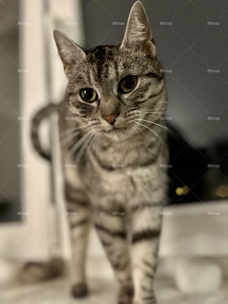 Who is the cutest kittycat?