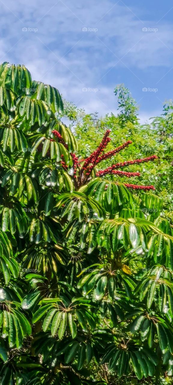 S. actinophylla is a plant, also known as: umbrella tree, octopus tree, brassaia, cheflerão. It produces clusters of up to 2 meters (6.5 feet) in length, containing up to 1,000 small, dull red flowers.