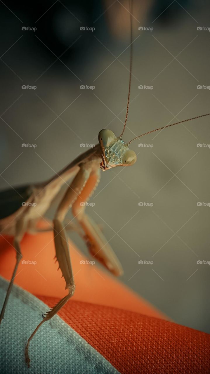 praying mantis