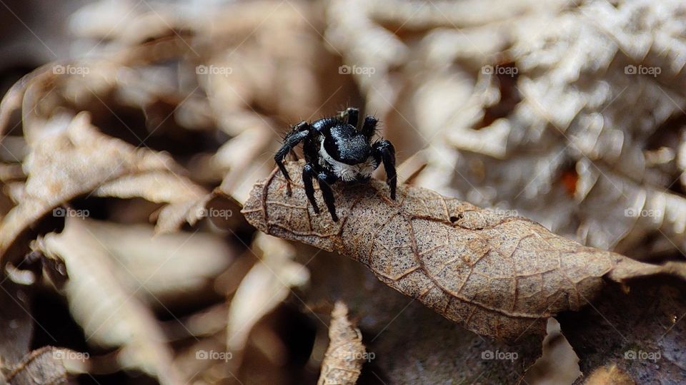 a spider waiting for its move