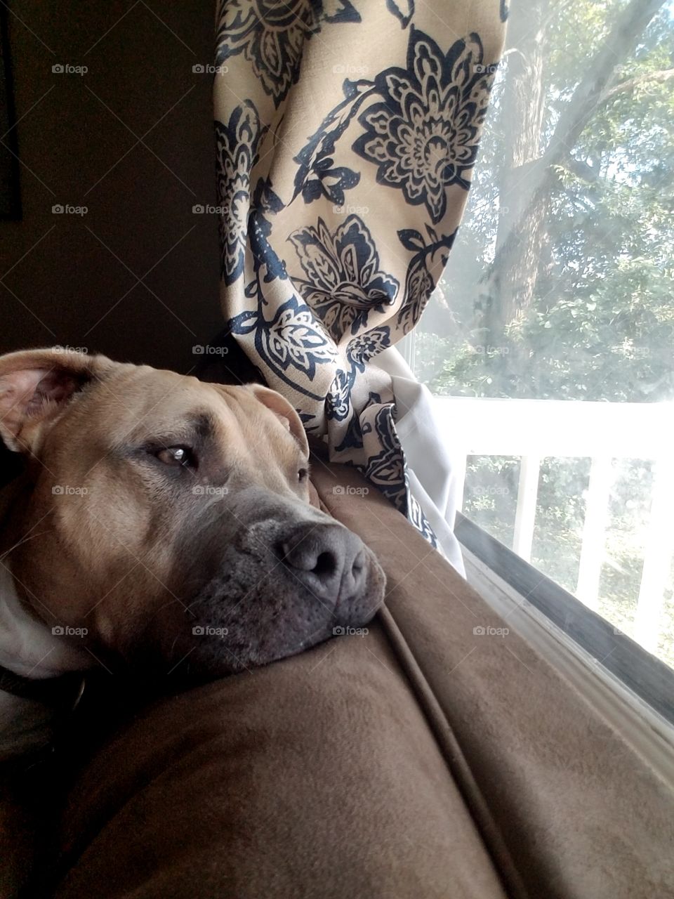 Pitbull dog looking out window from couch resting his head