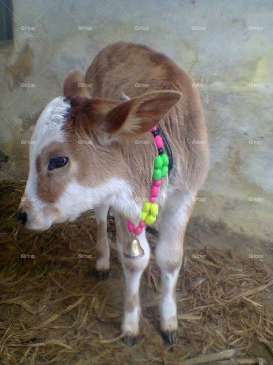 newly born cow calf