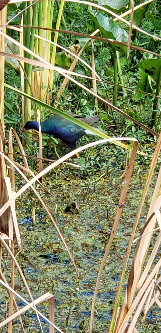 swamp bird