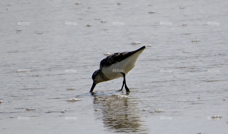 Shorebird feeding on the beach