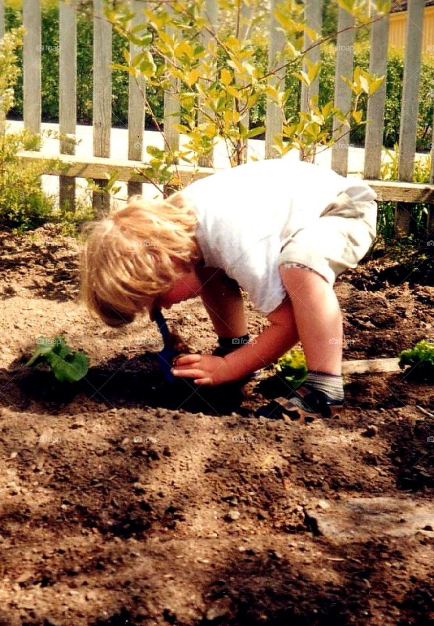 A LITTLE BOY IS PLANTING HIS FIRST SALAD