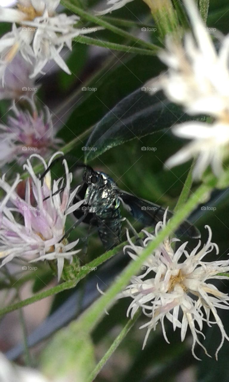 Nature, Insect, Flower, Flora, Leaf