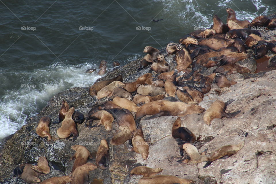 sea lions