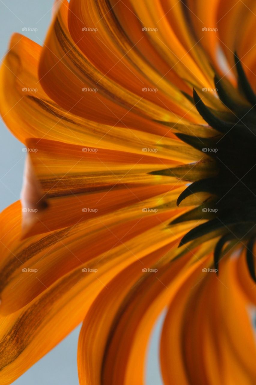 Extreme close-up of orange petals