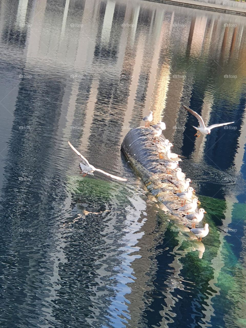 seagulls enjoying the early morning