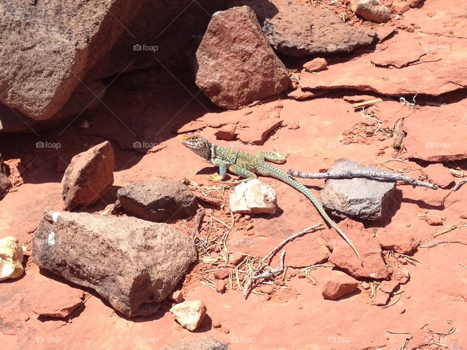 Desert lizard