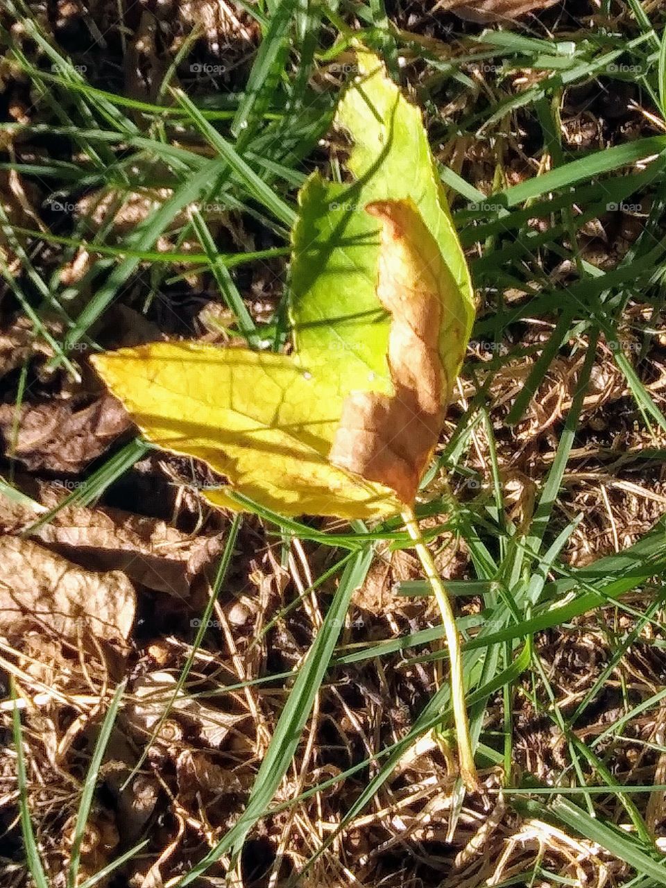 discarded leaf